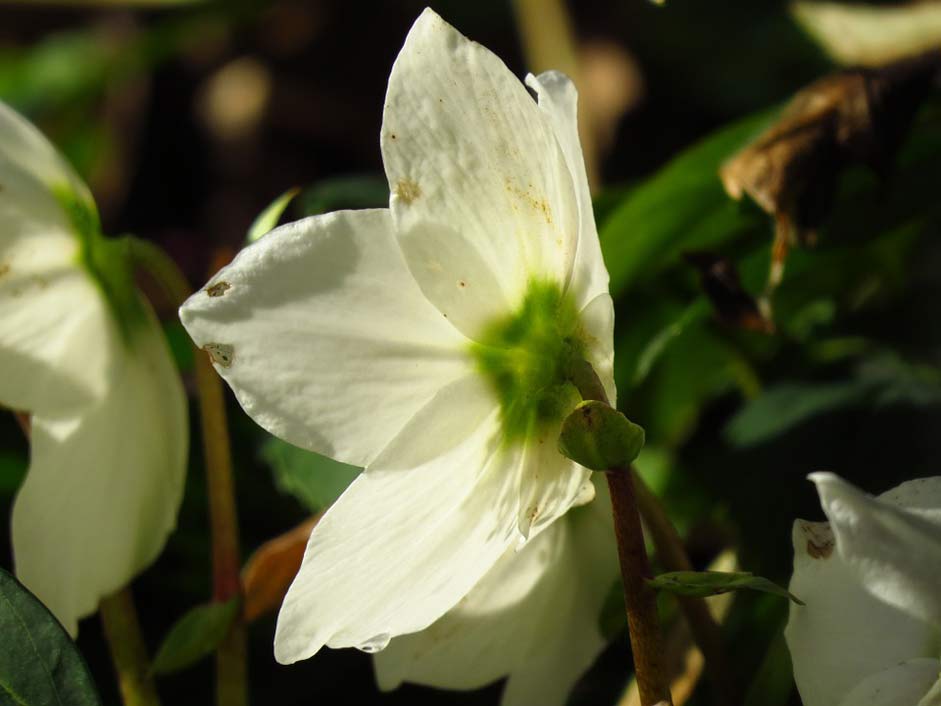 Blossom Flower Anemone-Blanda Christmas-Rose