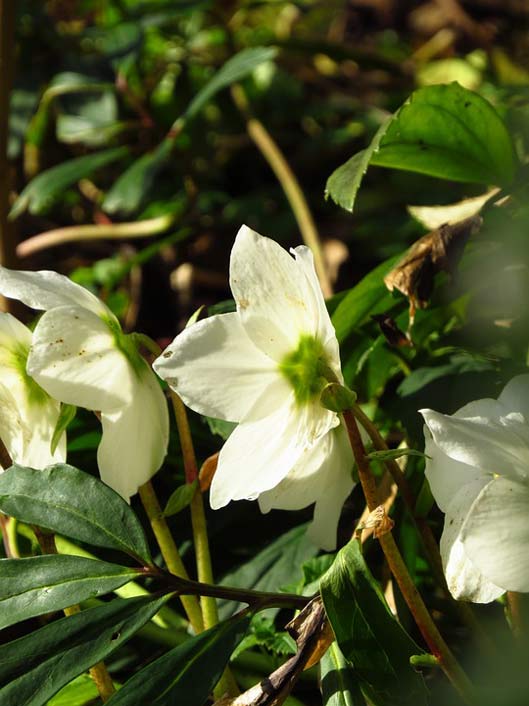 Blossom Flower Anemone-Blanda Christmas-Rose