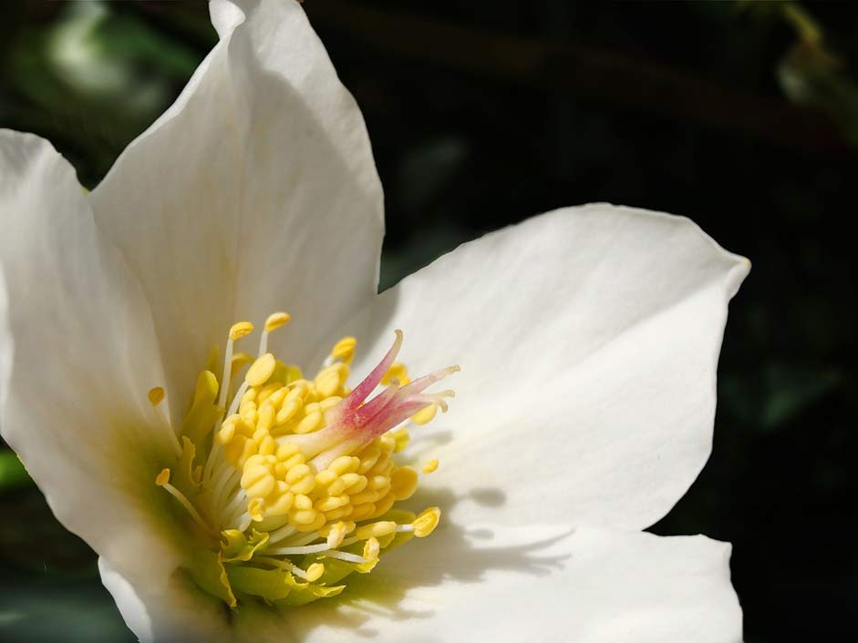 White Bloom Blossom Christmas-Rose