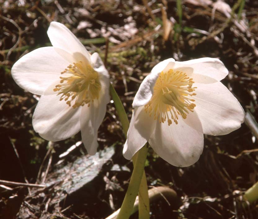 White Bloom Blossom Flower