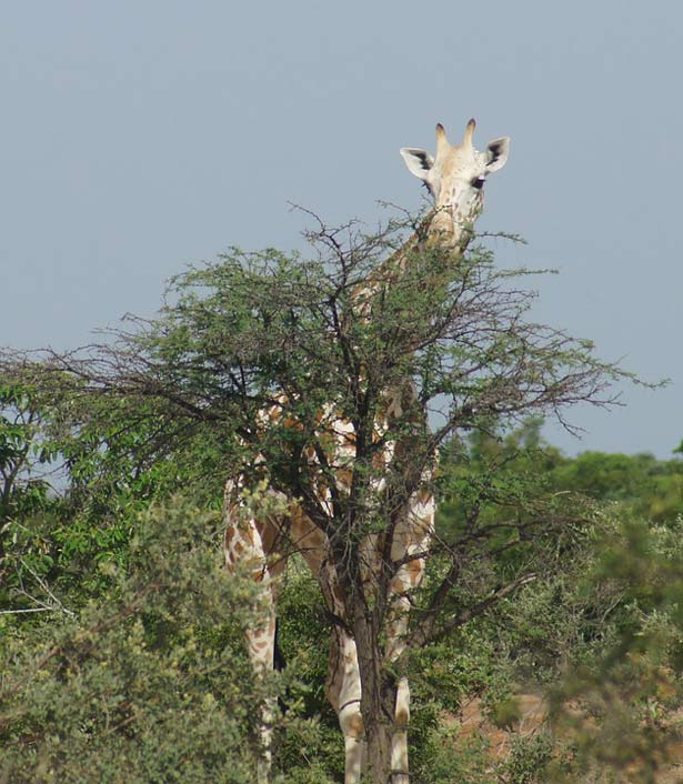 Kour Wild Animal Giraffe