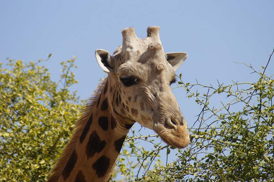 Male Neck Head Giraffe