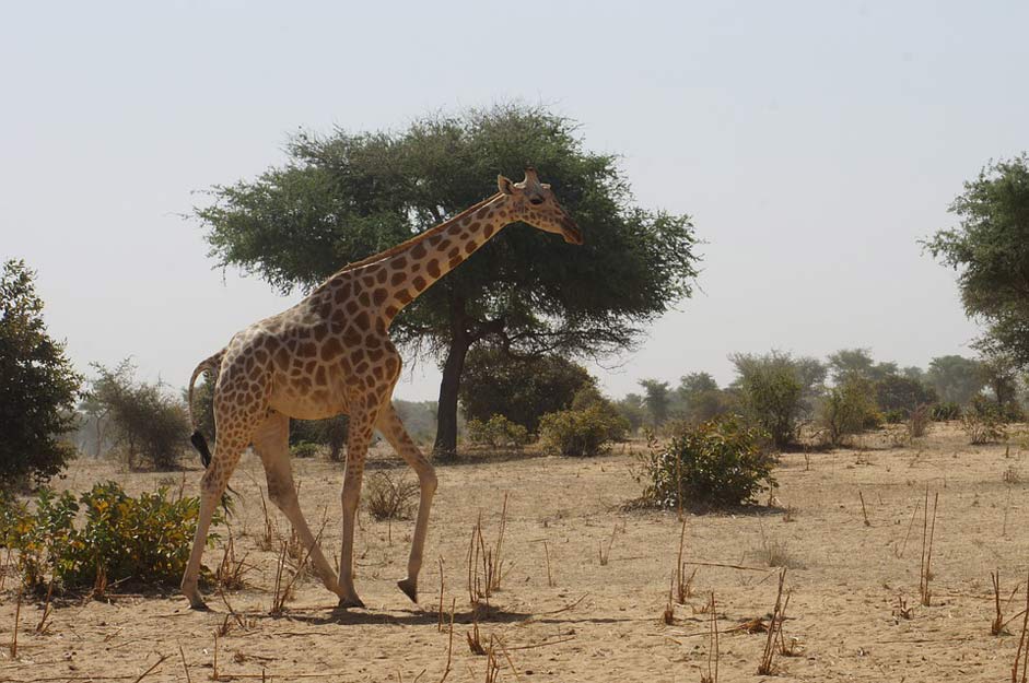 Niger Africa Savannah Giraffe