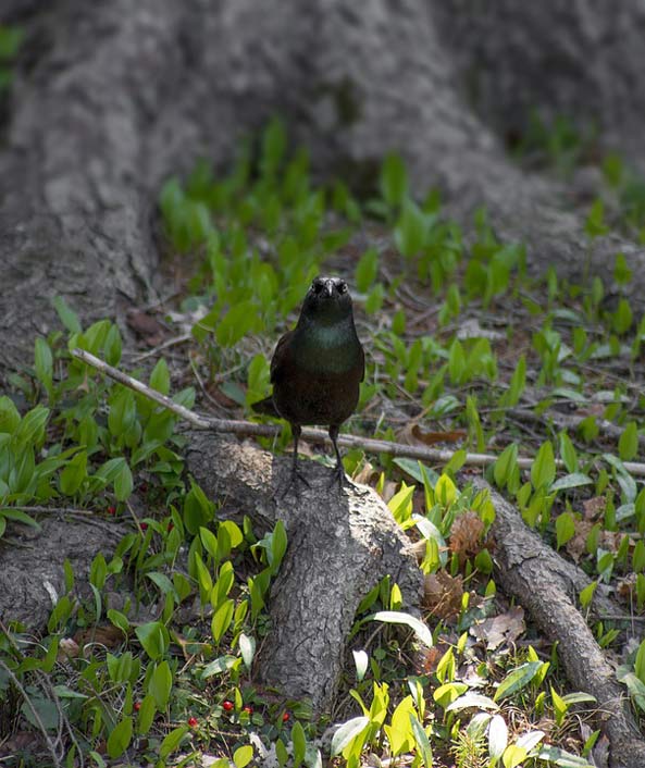 Watching New-Jersey Bird Greater-Antillean-Grackle