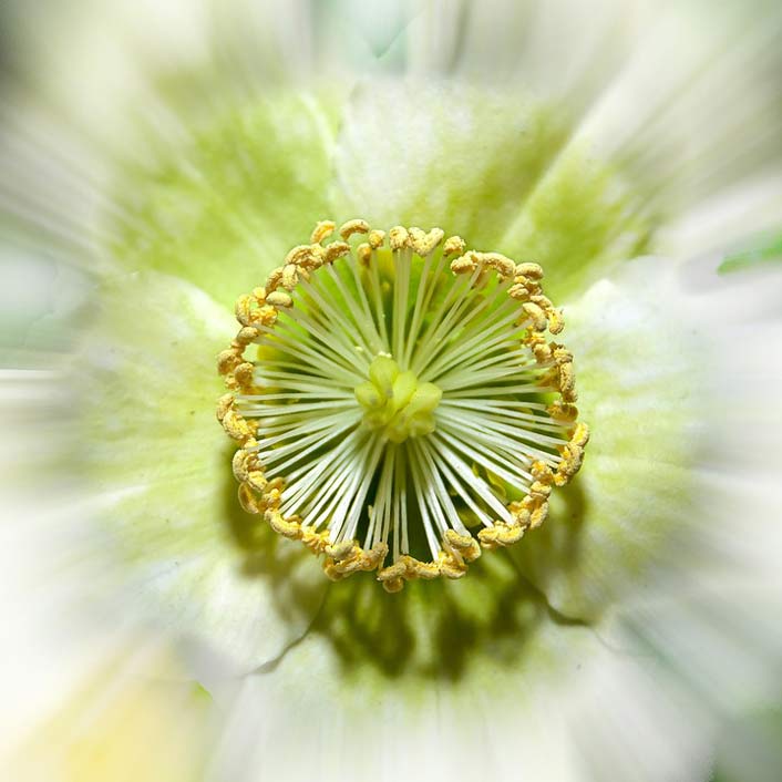 Blossom Christmas-Rose Anemone-Blanda Helleborus