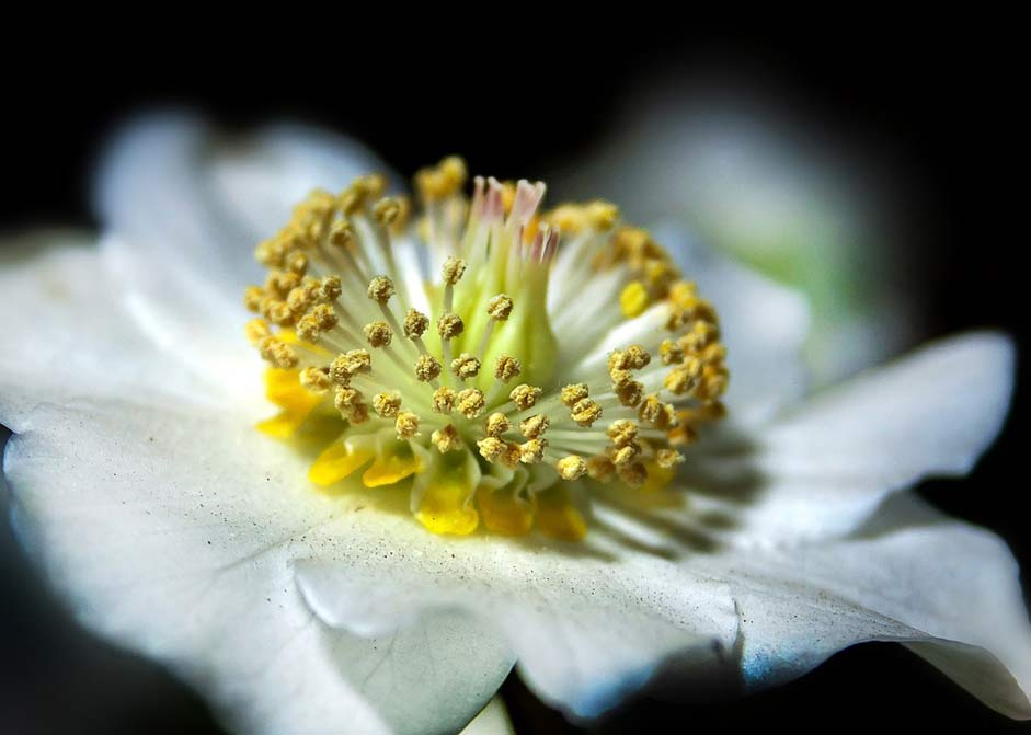Blossom Christmas-Rose Anemone-Blanda Helleborus