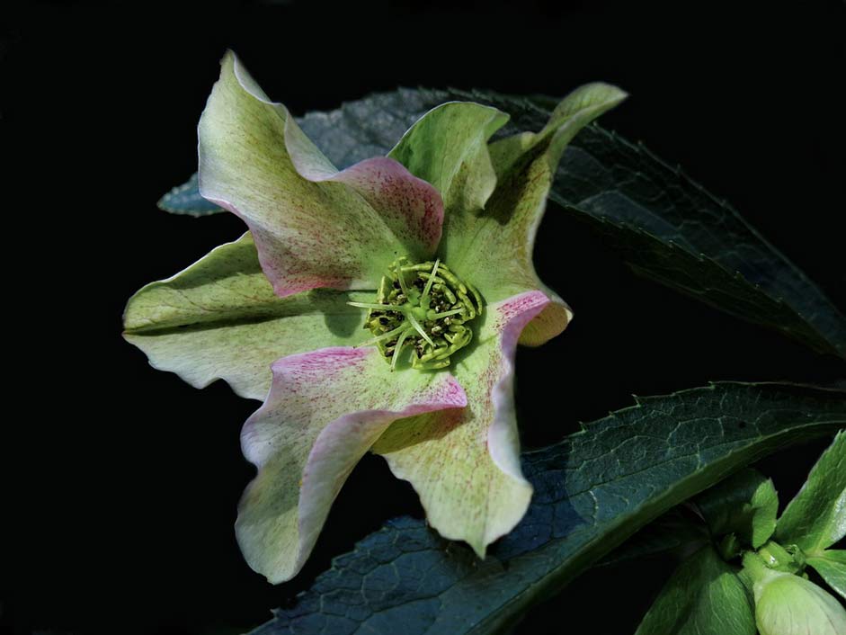  Christmas-Rose Anemone-Blanda Helleborus-Niger