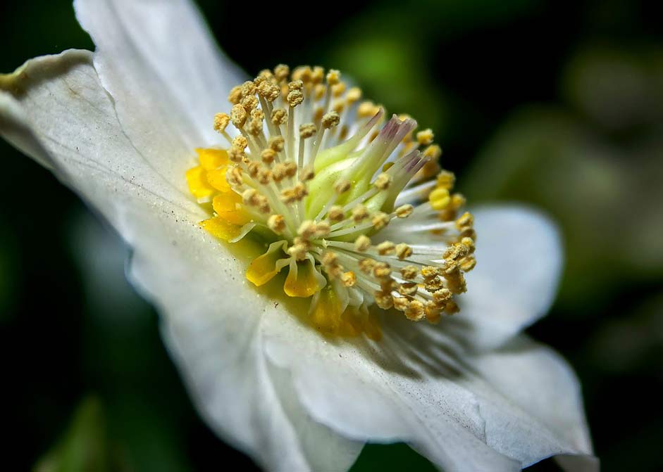 Blossom Anemone-Blanda White Helleborus