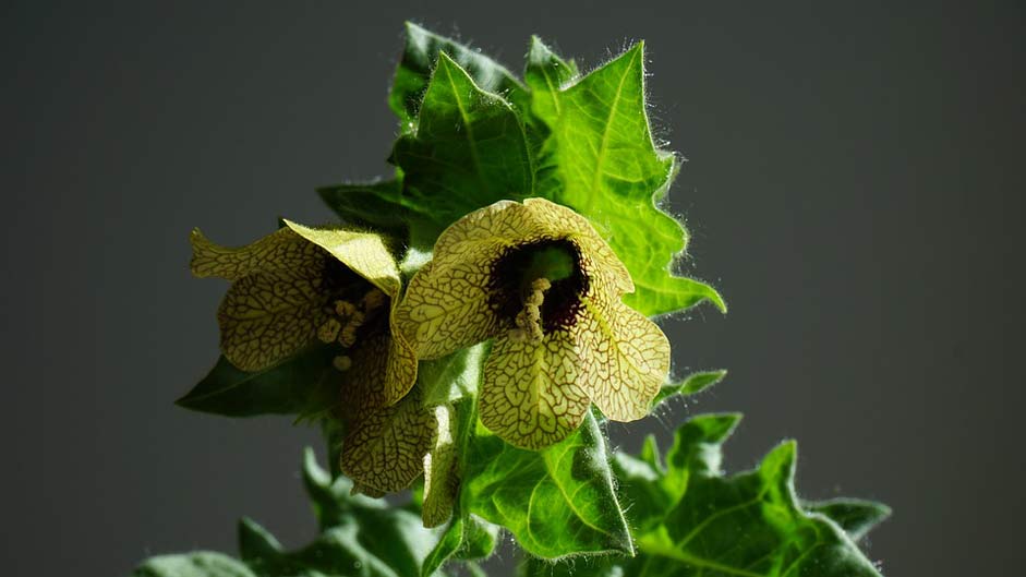 Toxic Mental-Health Henbane Hyoscyamus-Niger