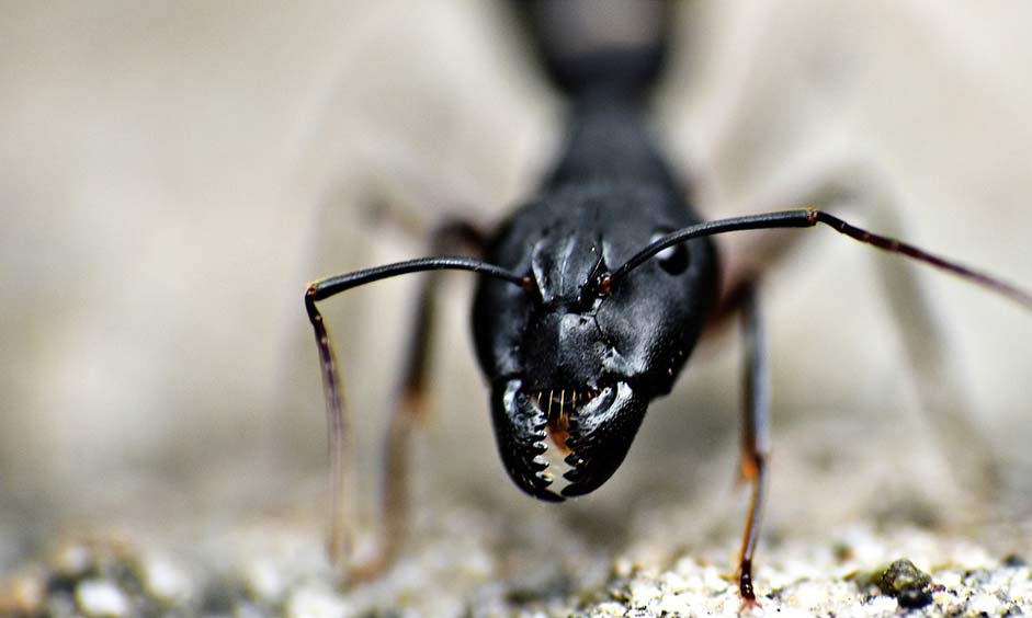 Garden-Ant Insect Black-Ant Jaws