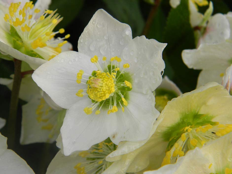  Helleborus-Niger Hellebore-White Rose-Christmas