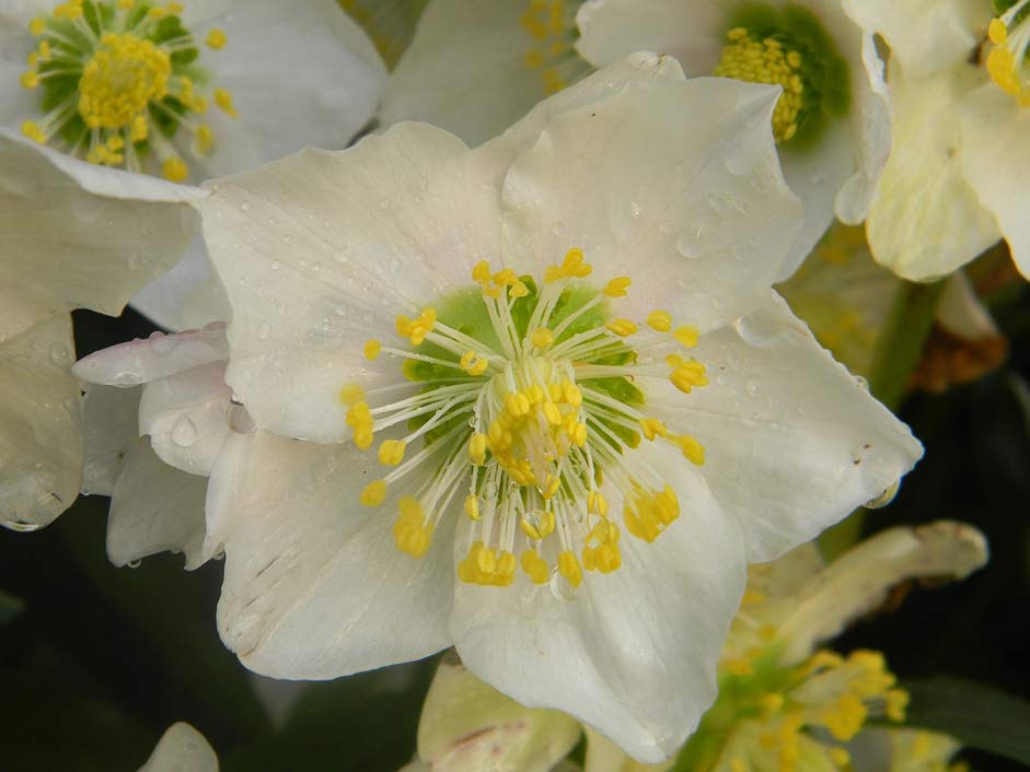  Hellebore-White Helleborus-Niger Rose-Christmas