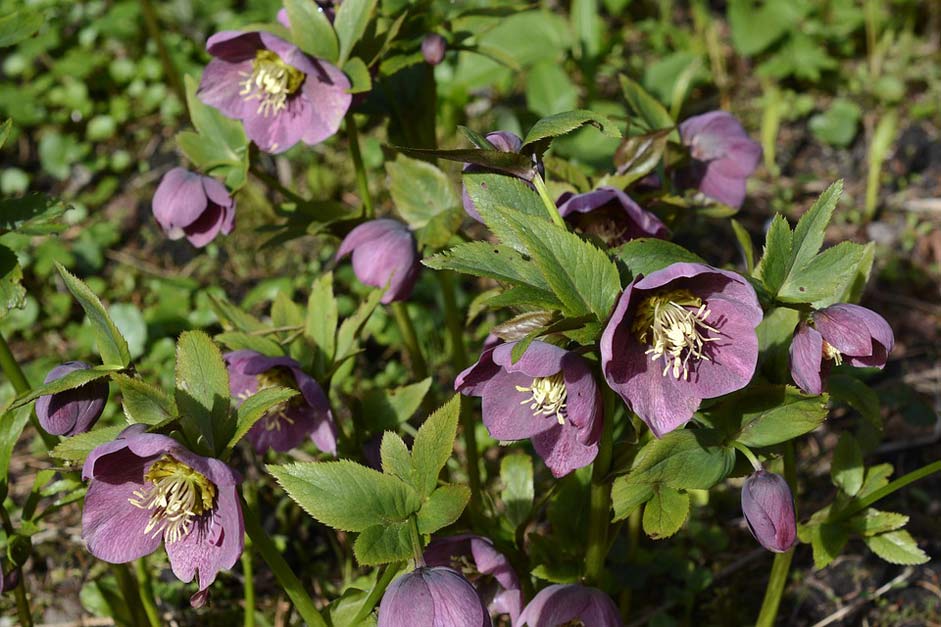 Flower Flowers Hellebore Spring-Roses