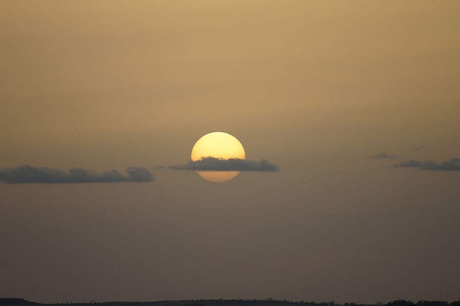 Birds Clouds Sun Sunset