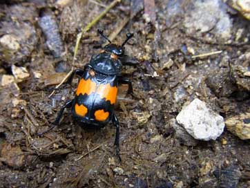 Silphidae   Schwarzhren-Niger-Gravedigger Picture