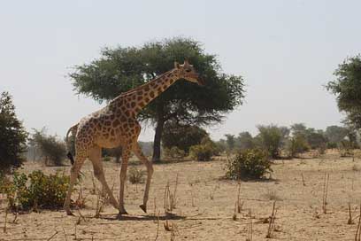 Giraffe Niger Africa Savannah Picture