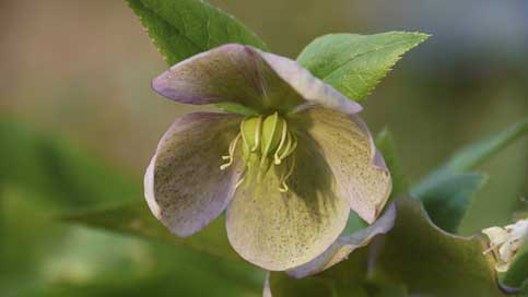 Blossom Christmas-Rose Anemone-Blanda Bloom Picture