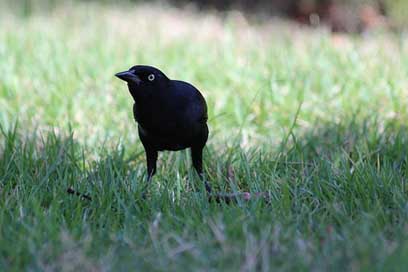 Antillean-Grakl Bird Black-Bird Quiscalus-Niger Picture