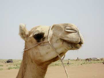 Camel Outside Nature Niger Picture