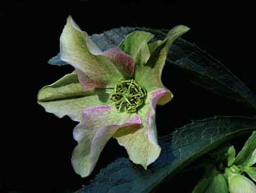 Helleborus-Niger  Christmas-Rose Anemone-Blanda Picture