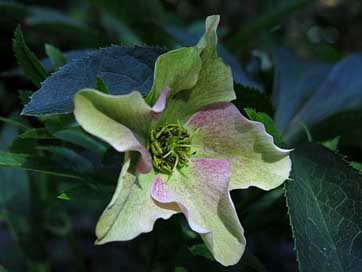 Helleborus-Niger  Christmas-Rose Anemone-Blanda Picture