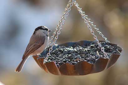 Bird Bird-Feeder Feeder Finch Picture