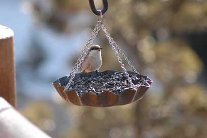 Bird Bird-Feeder Feeder Finch Picture
