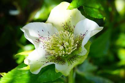 Christmas-Rose Blossom Flower Anemone-Blanda Picture