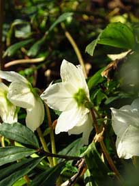 Christmas-Rose Blossom Flower Anemone-Blanda Picture