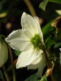 Christmas-Rose Blossom Flower Anemone-Blanda Picture