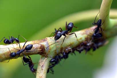 Black-Ant Lasius-Niger Garden-Ant Insect Picture