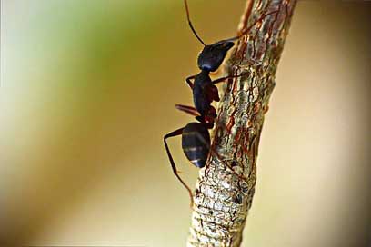 Black-Ant Lasius-Niger Garden-Ant Insect Picture