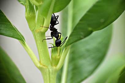 Black-Ant Lasius-Niger Insect Garden-Ant Picture