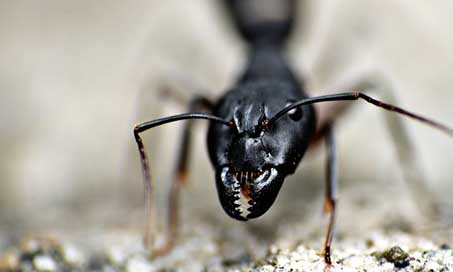 Jaws Garden-Ant Insect Black-Ant Picture
