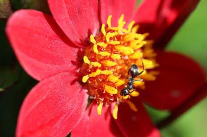 Ant Matt-Black-Ant Lasius-Niger Black-Ant Picture