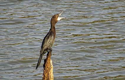 Bird Microcarbo-Niger Little-Cormorant Water-Bird Picture