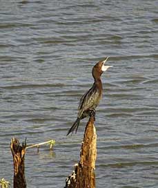 Bird Microcarbo-Niger Little-Cormorant Water-Bird Picture