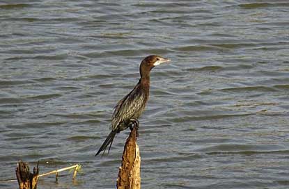 Bird Microcarbo-Niger Little-Cormorant Water-Bird Picture