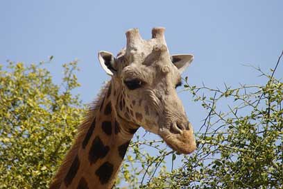 Giraffe Male Neck Head Picture