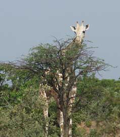Giraffe Kour Wild Animal Picture