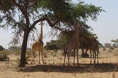 Giraffes Niger Wild Animals Picture
