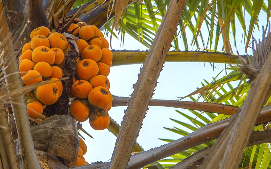 Palm-Tree Fruits Nigeria Africa