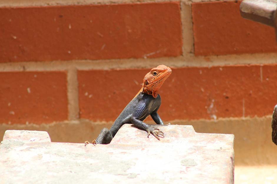Nature Animal Lizard Agama
