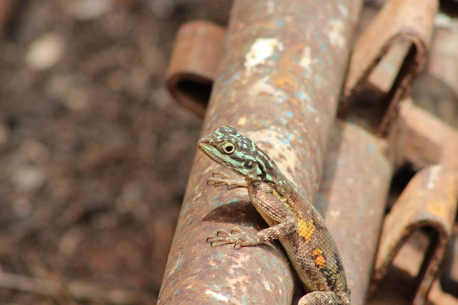 Nature Animal Lizard Agama