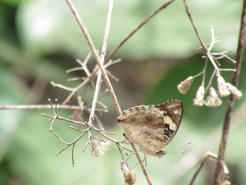 Forest Wild Beautiful Butterfly