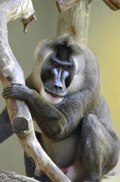 Africa Endangered Baboon Drill