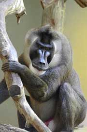 Drill Africa Endangered Baboon Picture