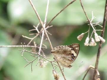 Butterfly Forest Wild Beautiful Picture