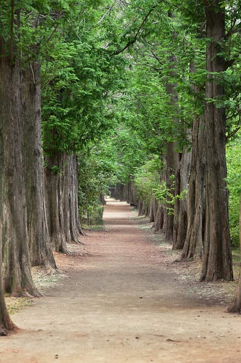  Meta-Sequoia-Trees Meta-Sequoia Metasequoia