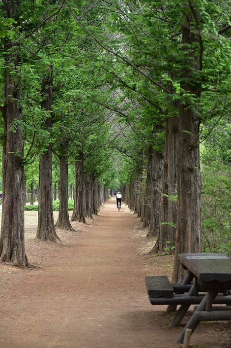  Meta-Sequoia-Trees Meta-Sequoia Metasequoia